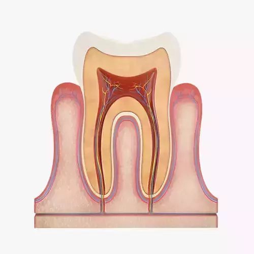 Tooth Anatomy vs Gumline