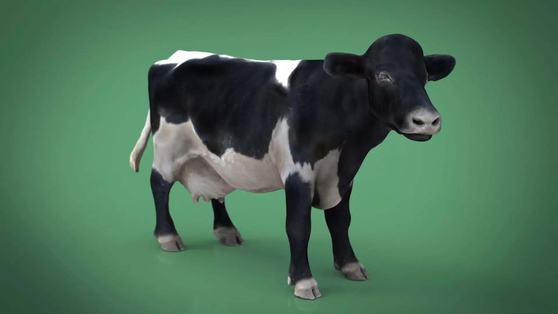 REALISTIC COW Low-poly 3D model_0