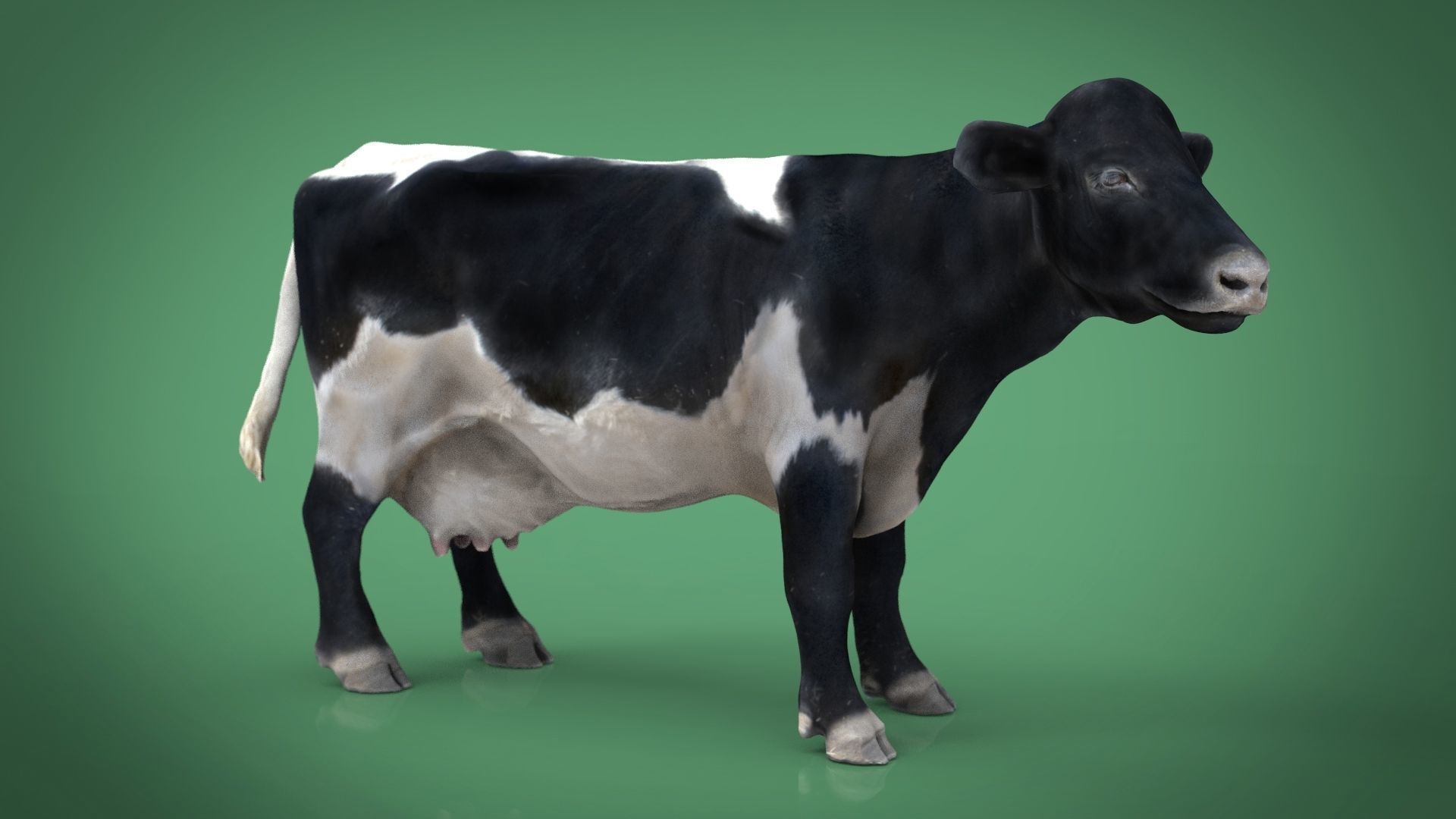 REALISTIC COW Low-poly 3D model_2