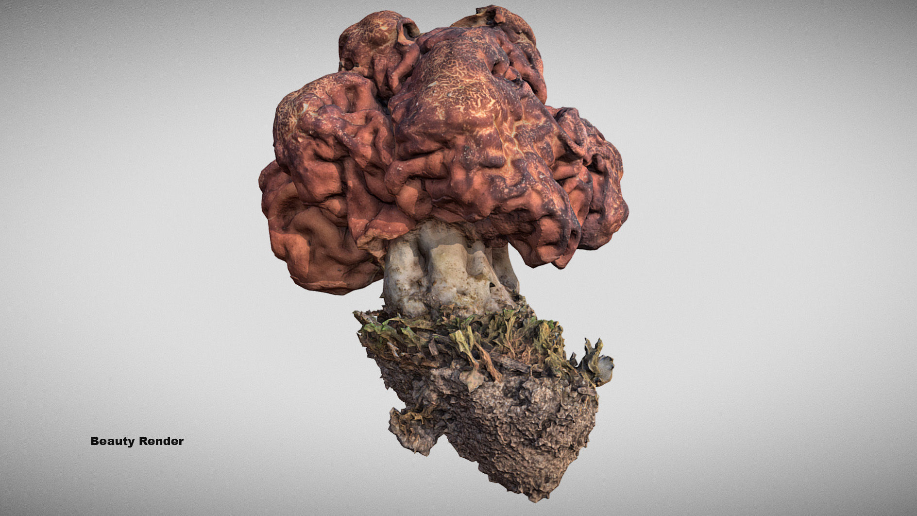 Gyromitra brain mushroom  lorchel  fausse morille 3D model 3D model_5
