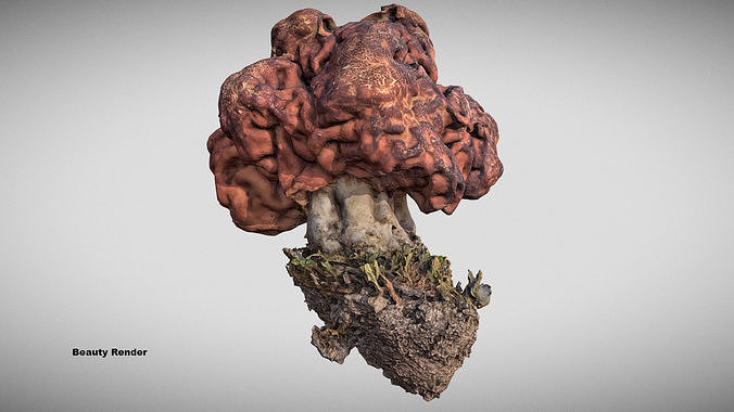Gyromitra brain mushroom  lorchel  fausse morille 3D model 3D model 5