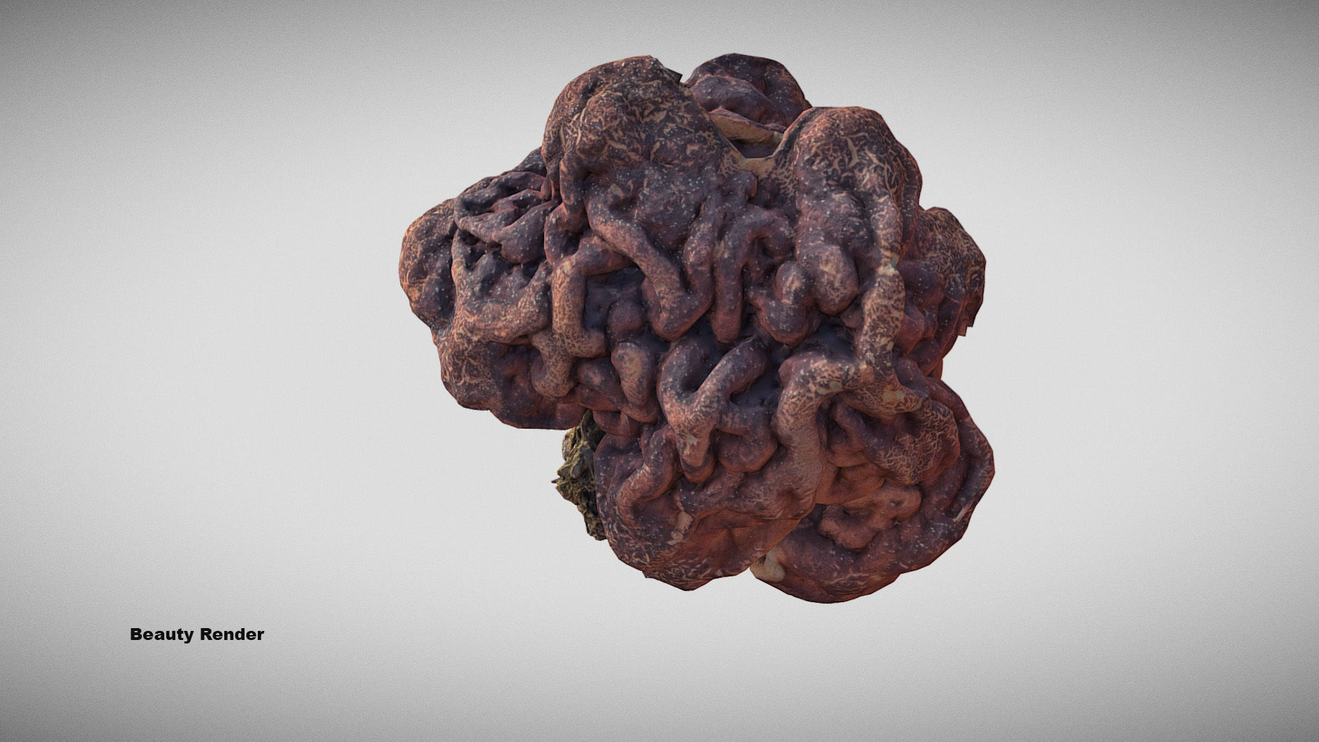 Gyromitra brain mushroom  lorchel  fausse morille 3D model 3D model_3