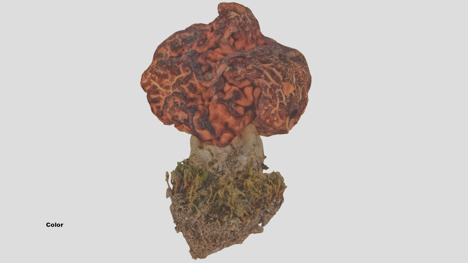 Gyromitra brain mushroom  lorchel  fausse morille 3D model 3D model_55