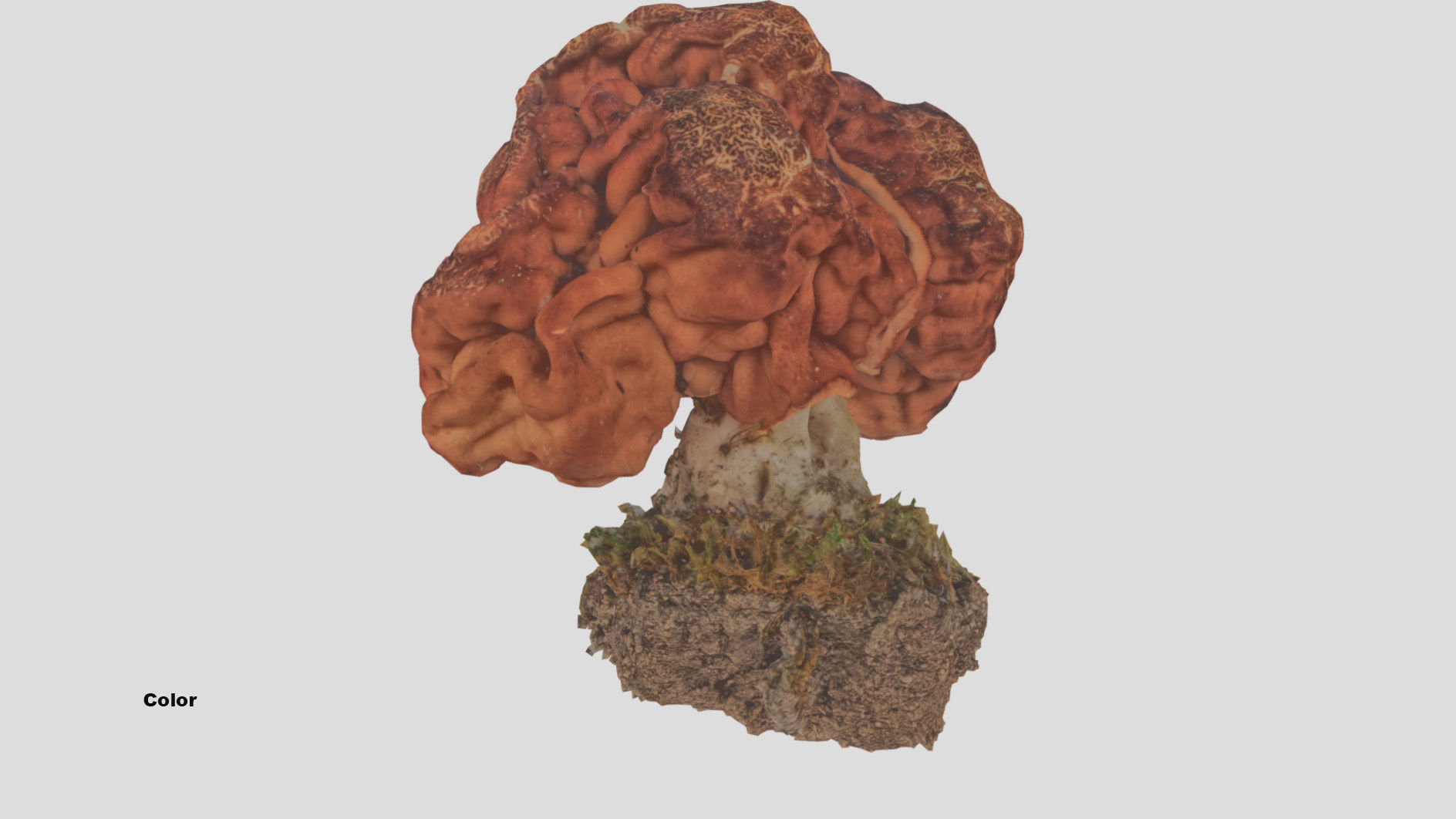 Gyromitra brain mushroom  lorchel  fausse morille 3D model 3D model_36