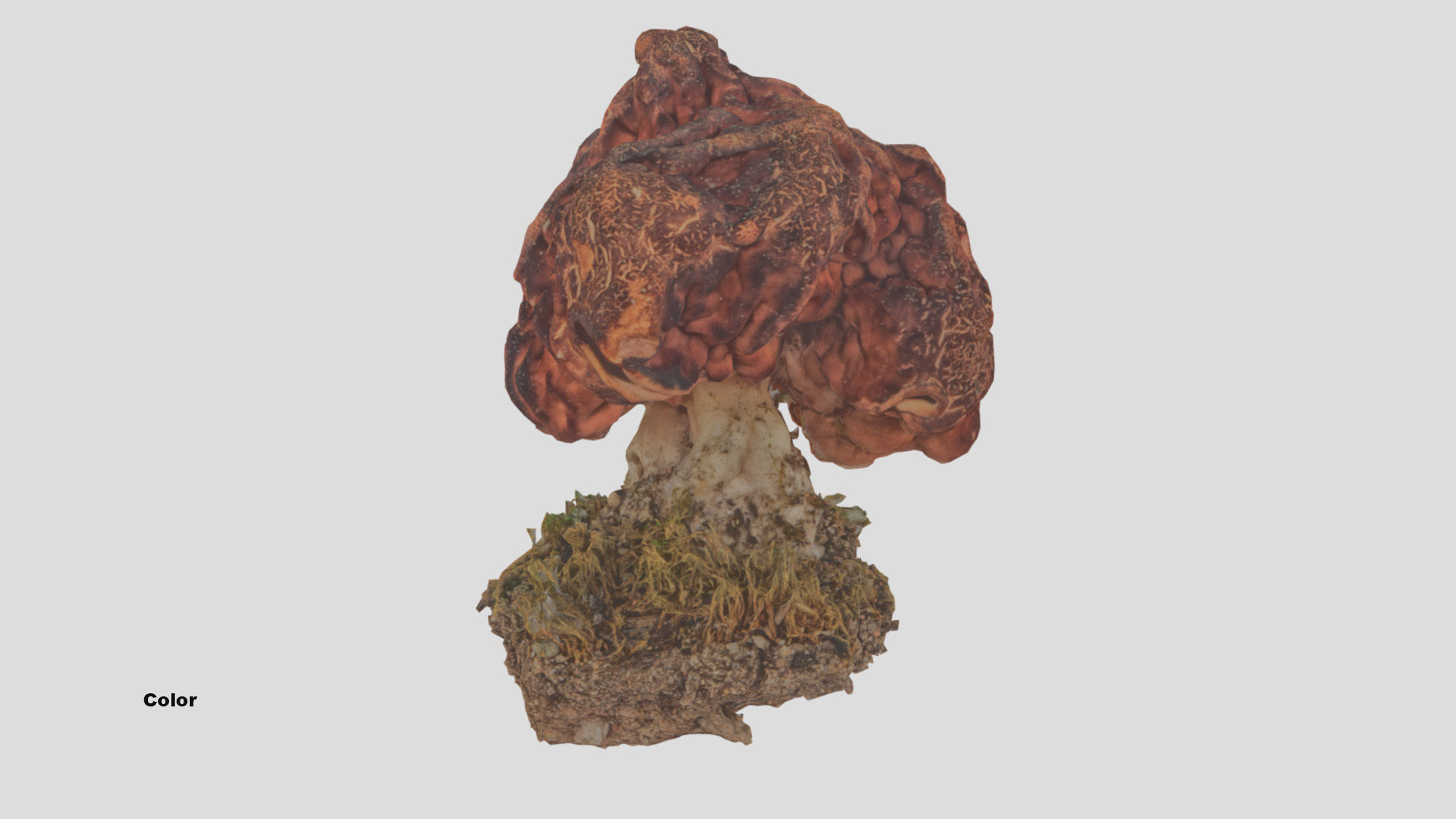 Gyromitra brain mushroom  lorchel  fausse morille 3D model 3D model_52
