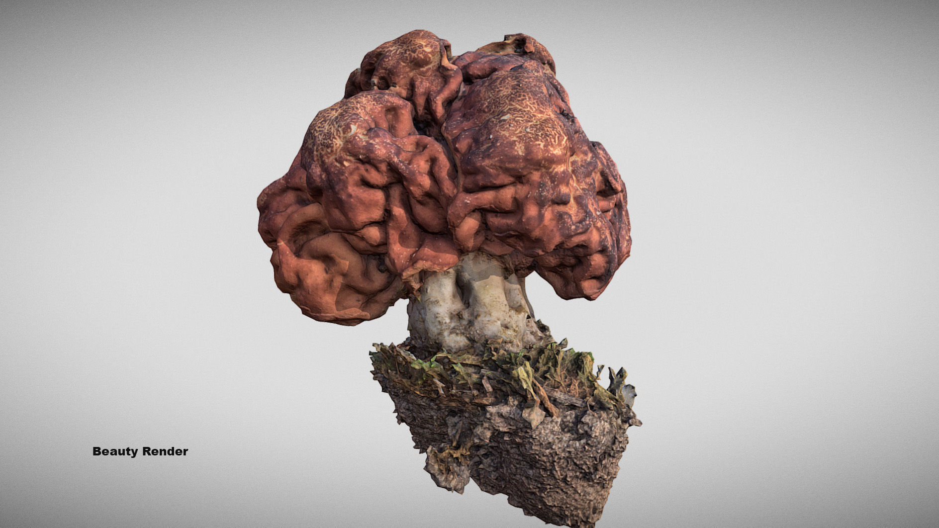 Gyromitra brain mushroom  lorchel  fausse morille 3D model 3D model_8
