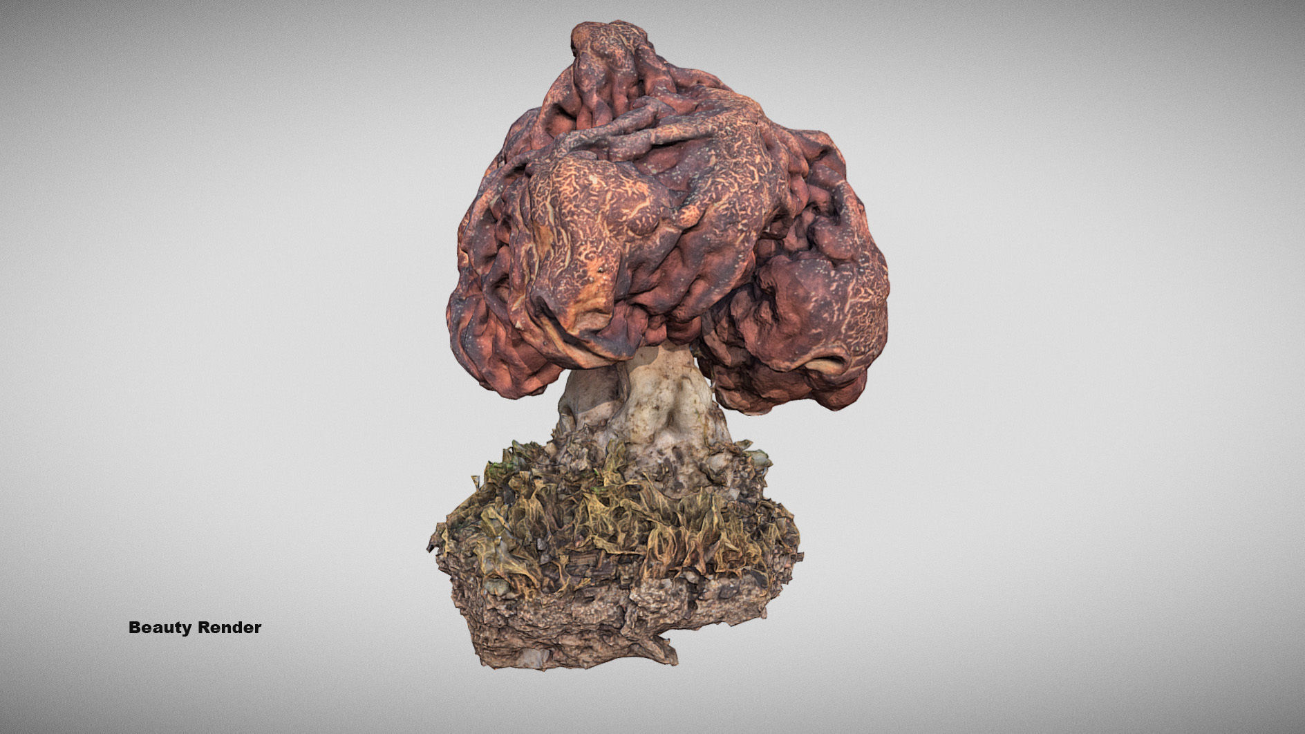 Gyromitra brain mushroom  lorchel  fausse morille 3D model 3D model_15