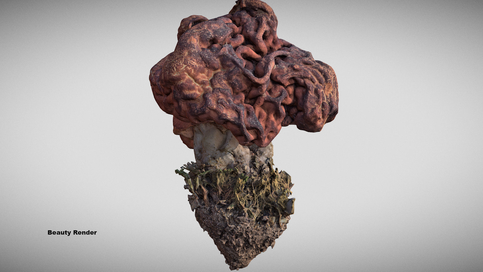 Gyromitra brain mushroom  lorchel  fausse morille 3D model 3D model_24