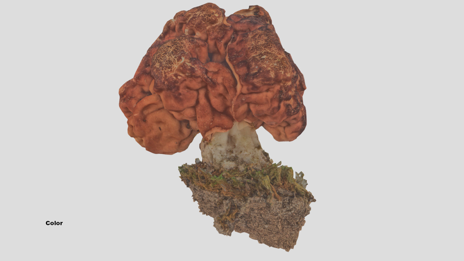 Gyromitra brain mushroom  lorchel  fausse morille 3D model 3D model_33
