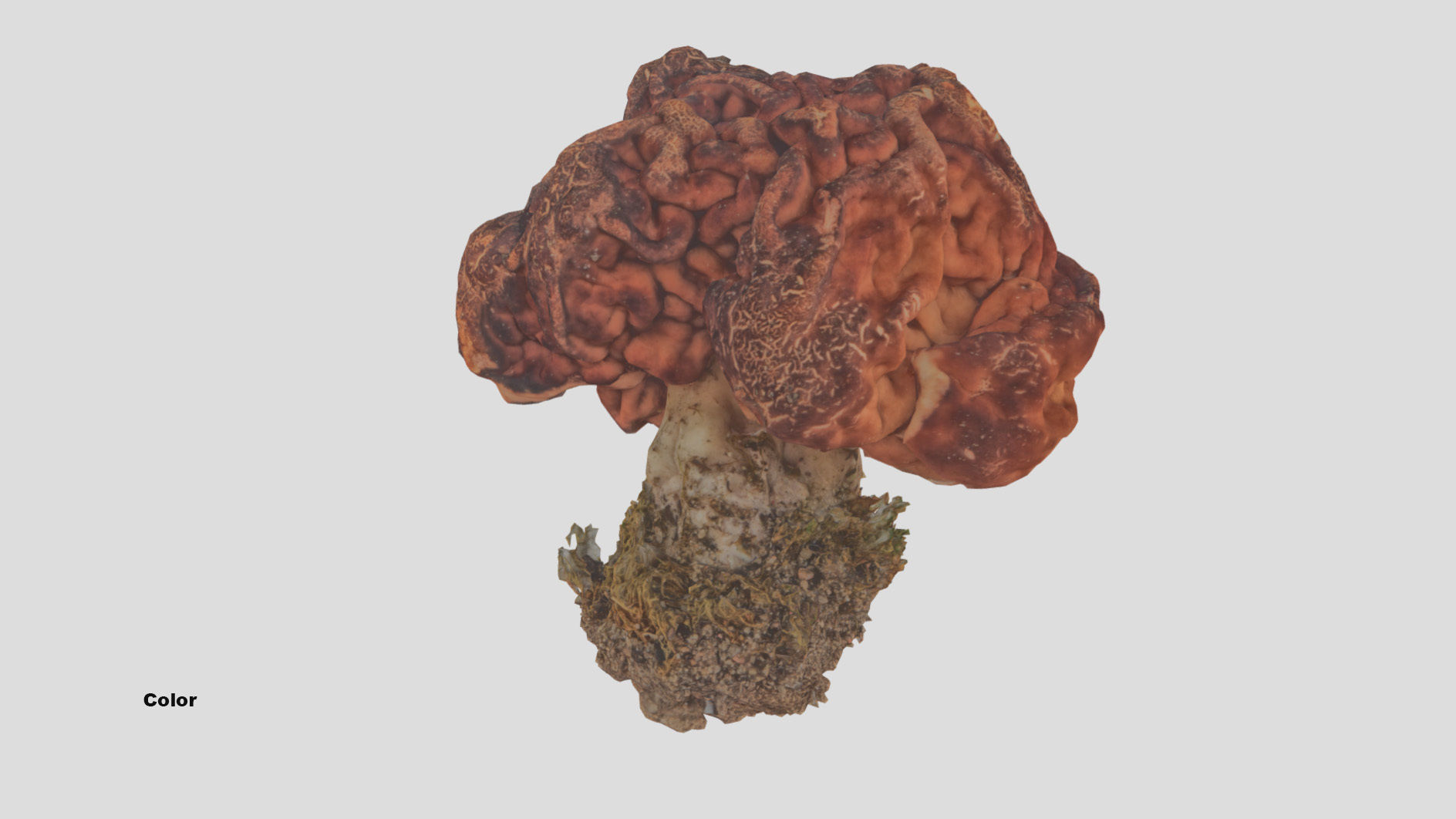 Gyromitra brain mushroom  lorchel  fausse morille 3D model 3D model_40