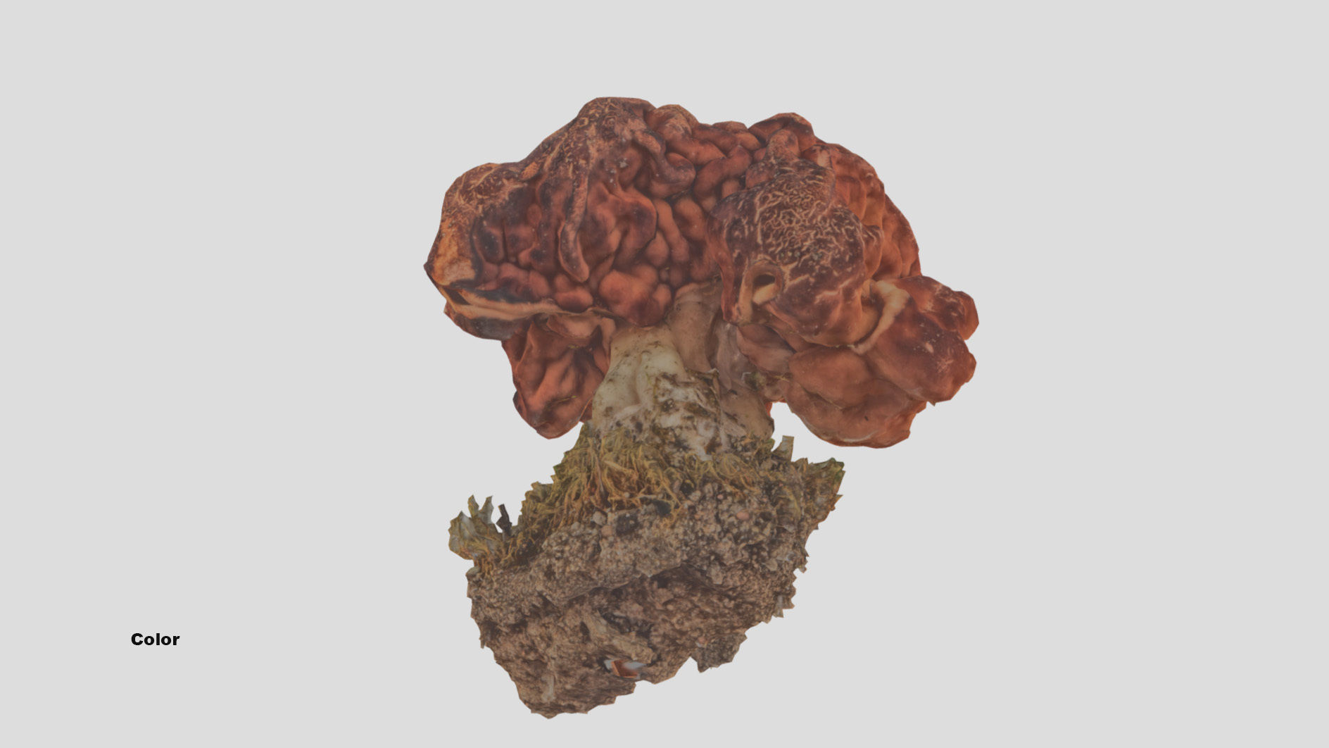 Gyromitra brain mushroom  lorchel  fausse morille 3D model 3D model_48