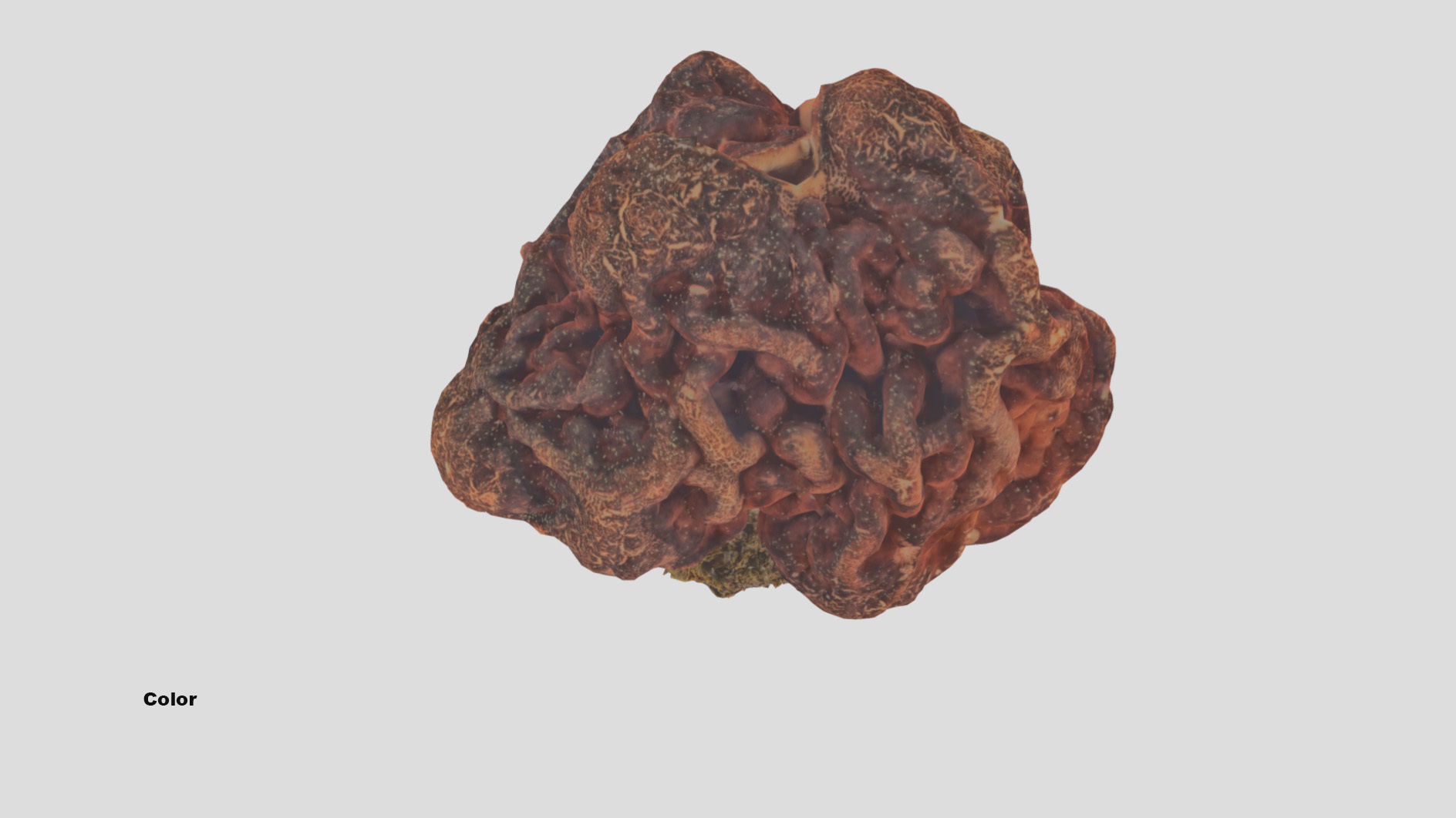 Gyromitra brain mushroom  lorchel  fausse morille 3D model 3D model_45
