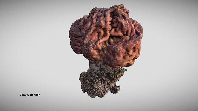 Gyromitra brain mushroom  lorchel  fausse morille 3D model 3D model 7