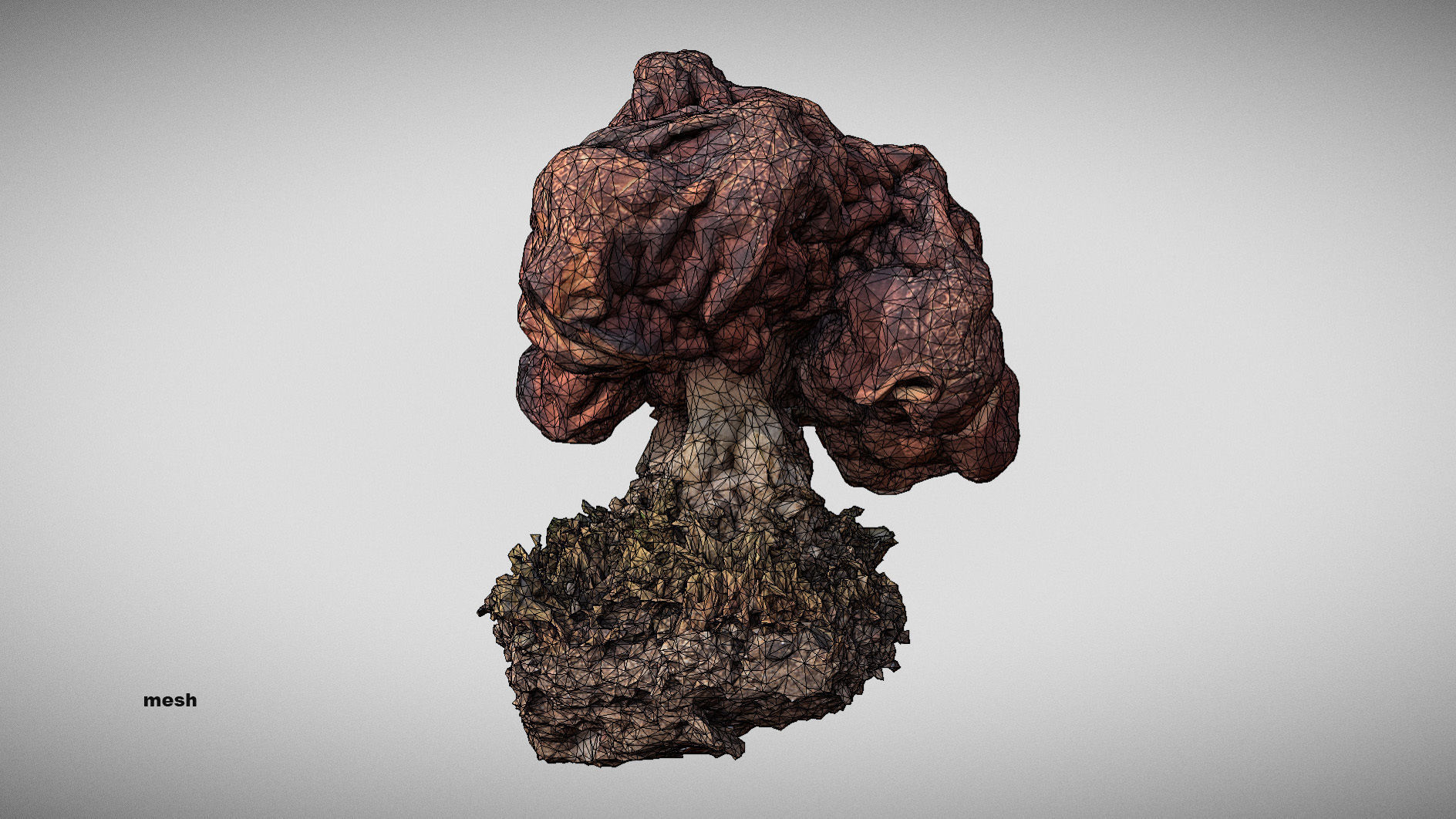 Gyromitra brain mushroom  lorchel  fausse morille 3D model 3D model_19