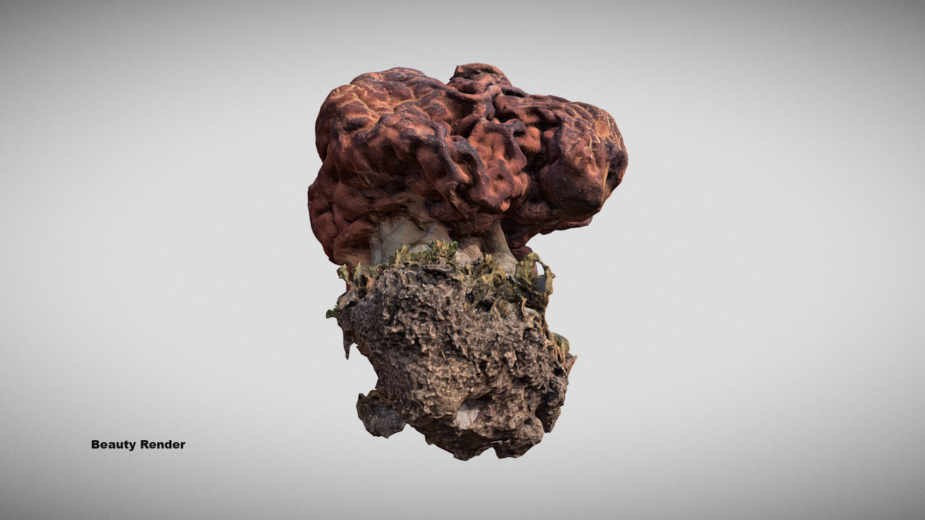 Gyromitra brain mushroom  lorchel  fausse morille 3D model 3D model_22