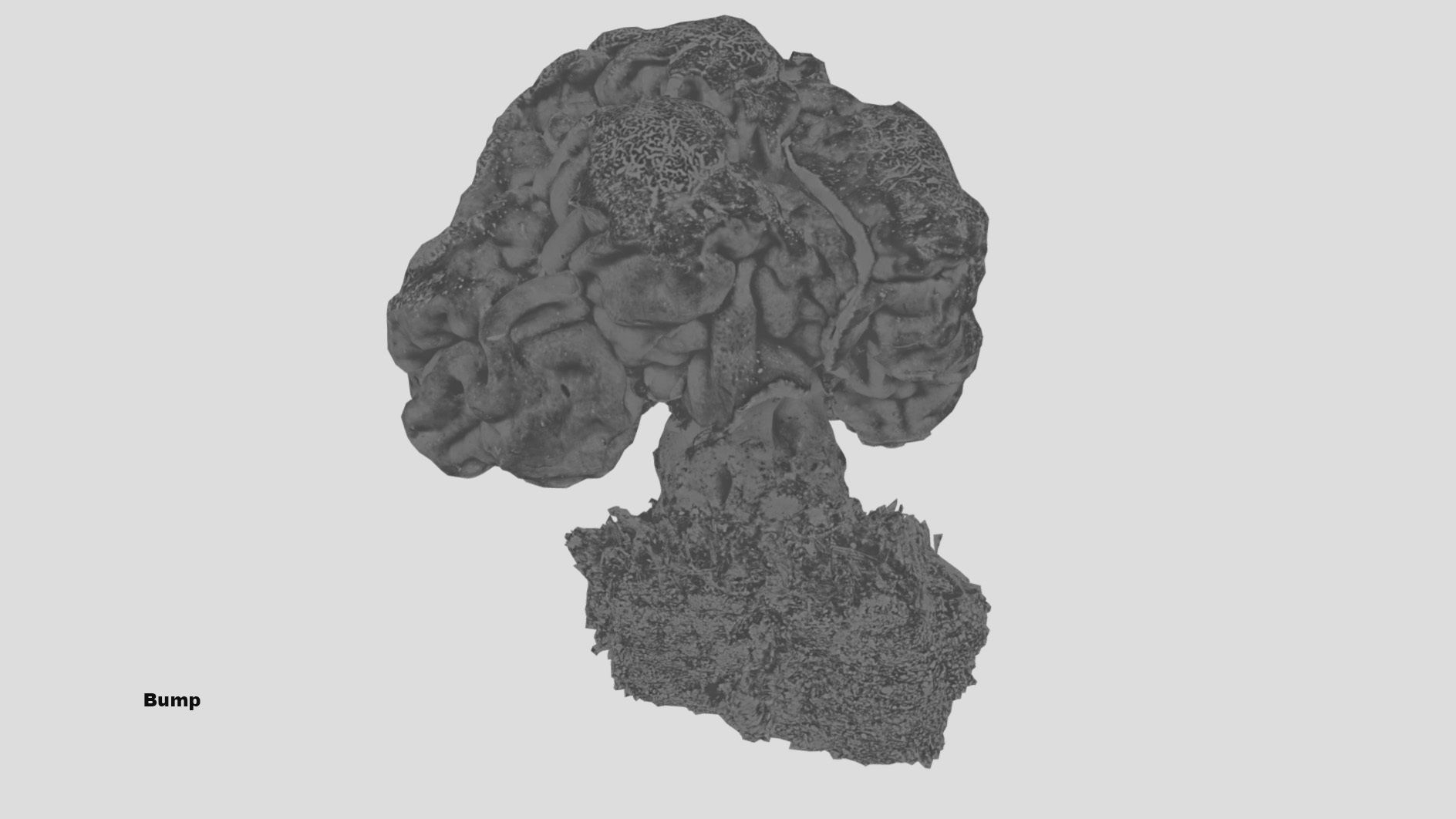 Gyromitra brain mushroom  lorchel  fausse morille 3D model 3D model_53