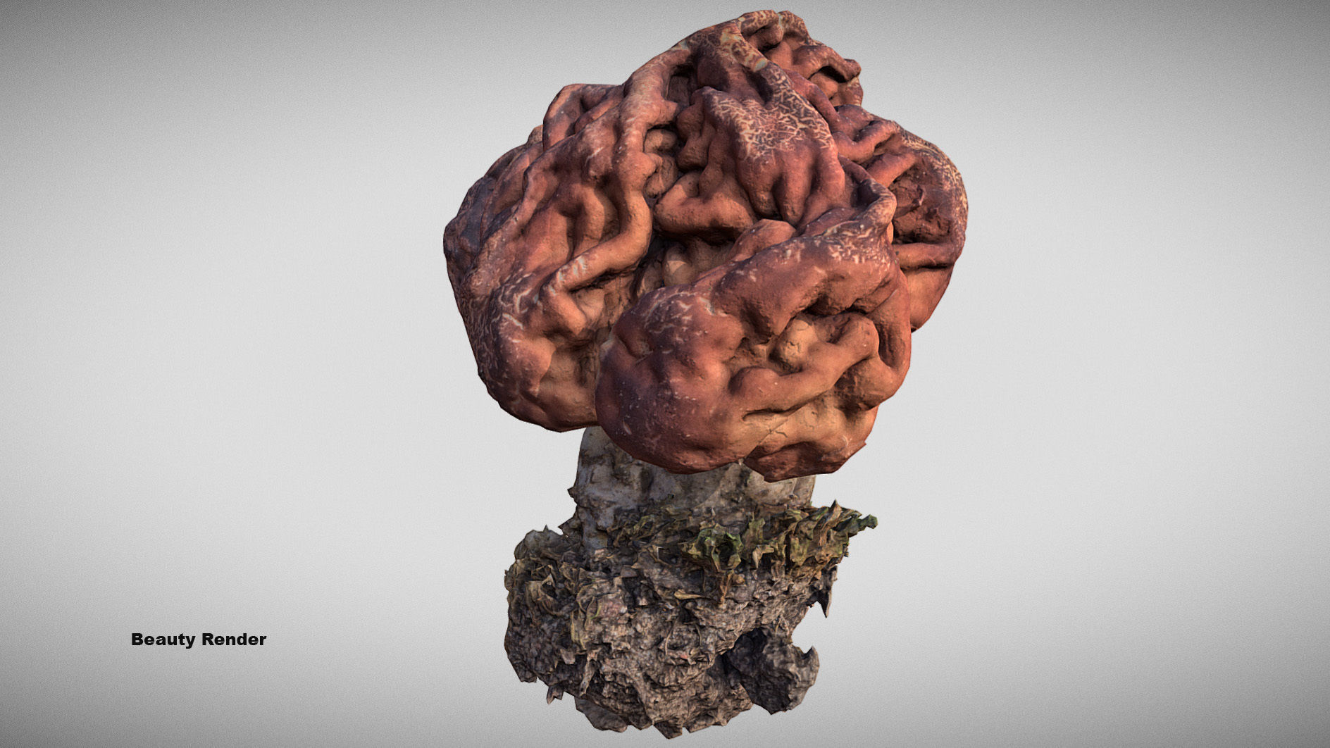 Gyromitra brain mushroom  lorchel  fausse morille 3D model 3D model_13
