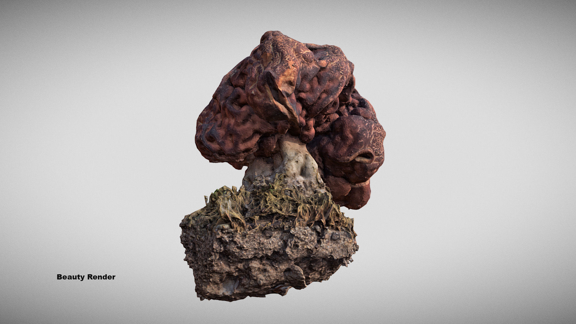 Gyromitra brain mushroom  lorchel  fausse morille 3D model 3D model_23