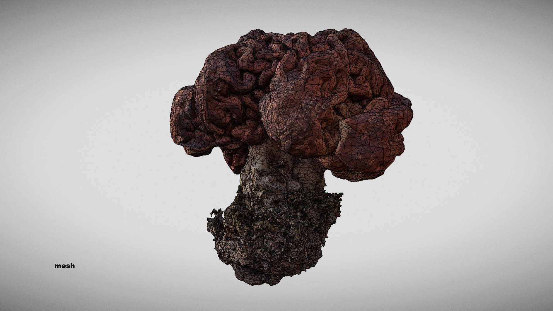 Gyromitra brain mushroom  lorchel  fausse morille 3D model 3D model_21