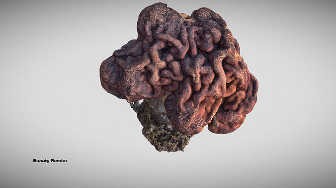 Gyromitra brain mushroom  lorchel  fausse morille 3D model 3D model 2