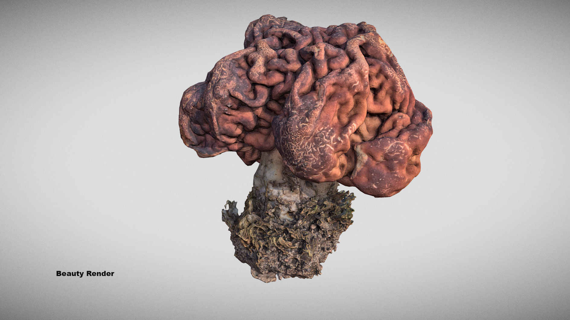 Gyromitra brain mushroom  lorchel  fausse morille 3D model 3D model_4
