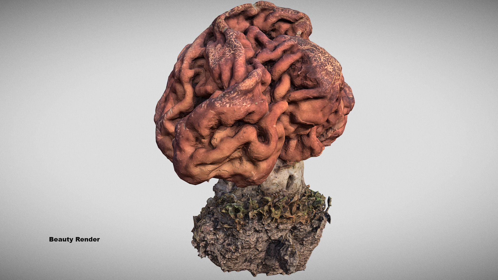 Gyromitra brain mushroom  lorchel  fausse morille 3D model 3D model_12