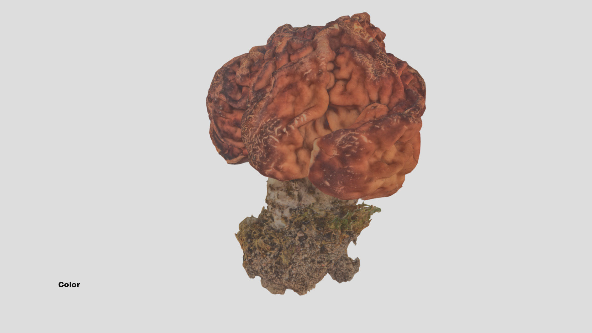 Gyromitra brain mushroom  lorchel  fausse morille 3D model 3D model_39