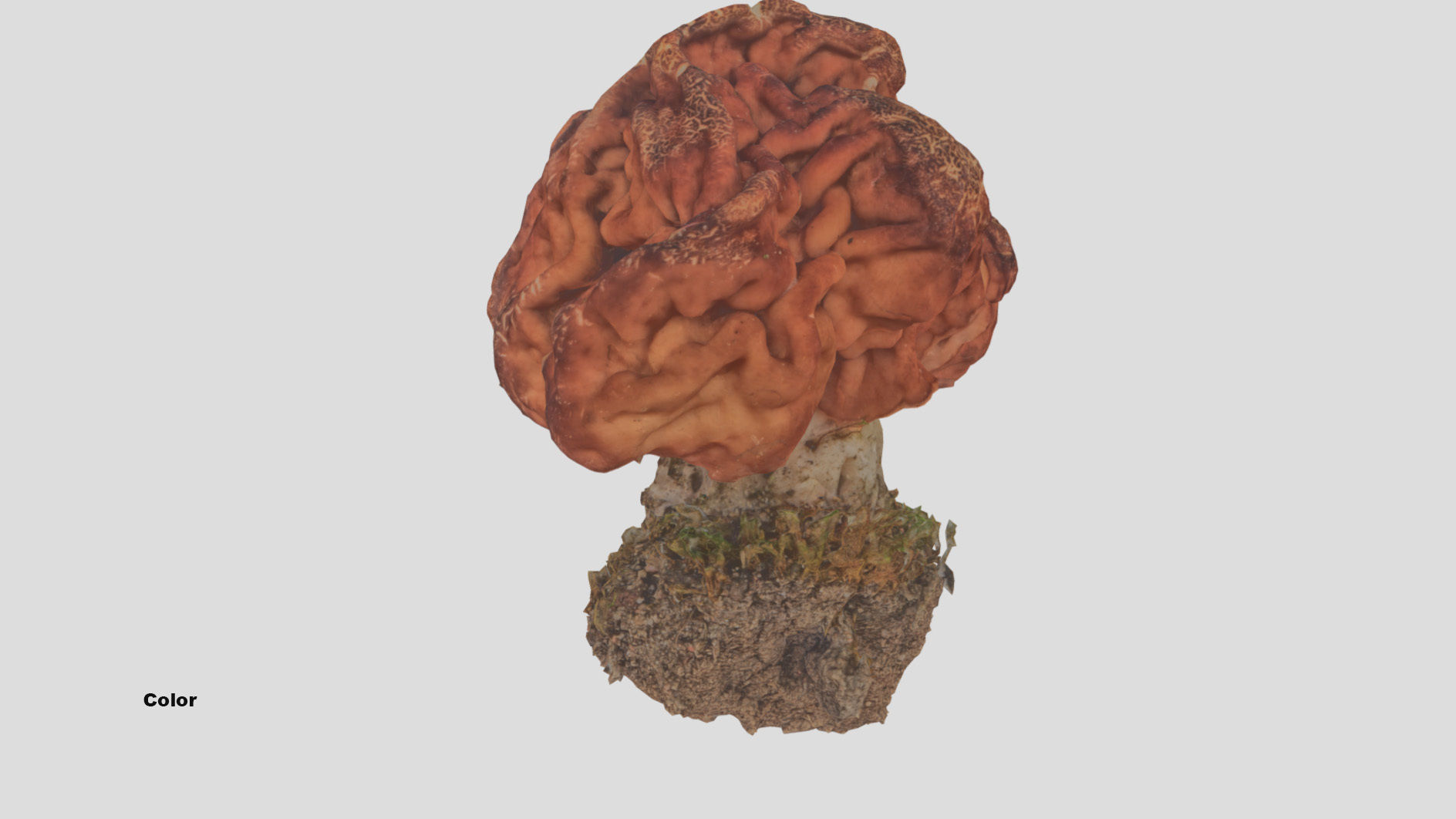 Gyromitra brain mushroom  lorchel  fausse morille 3D model 3D model_37