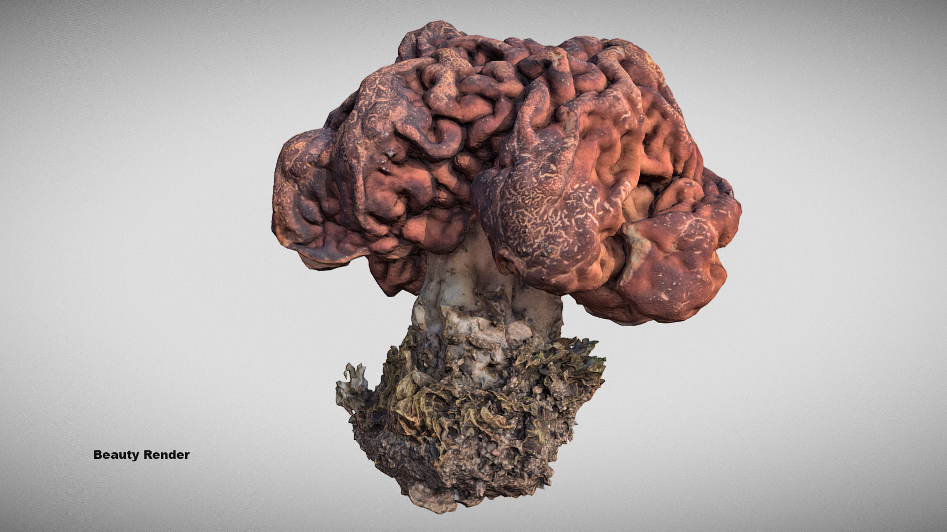 Gyromitra brain mushroom  lorchel  fausse morille 3D model 3D model_17