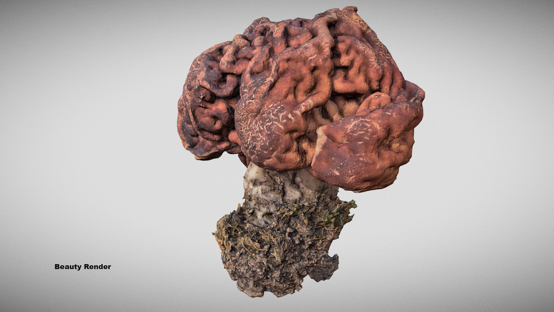 Gyromitra brain mushroom  lorchel  fausse morille 3D model 3D model_14