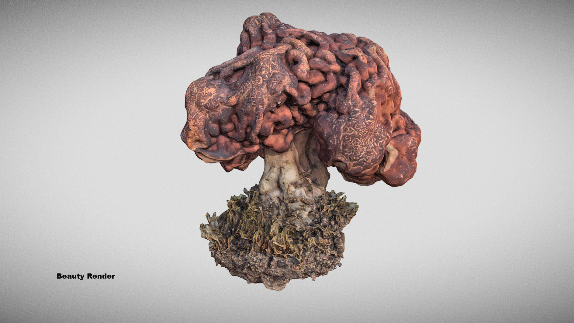 Gyromitra brain mushroom  lorchel  fausse morille 3D model 3D model_9