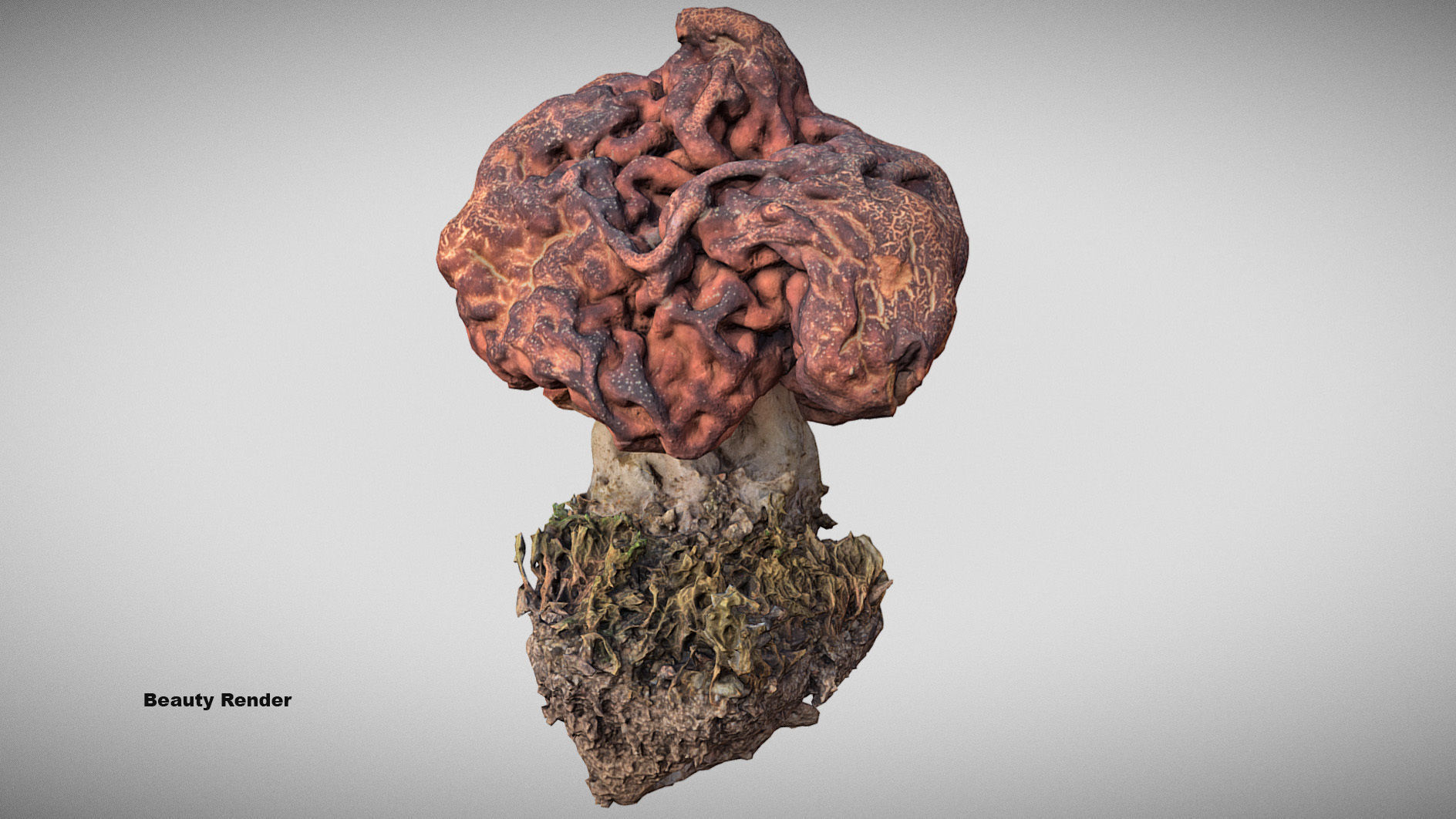 Gyromitra brain mushroom  lorchel  fausse morille 3D model 3D model_20