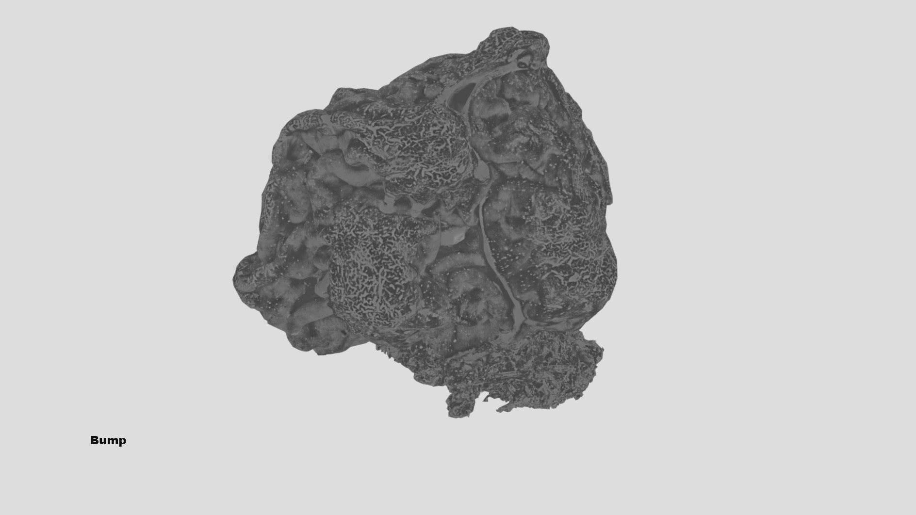 Gyromitra brain mushroom  lorchel  fausse morille 3D model 3D model_50