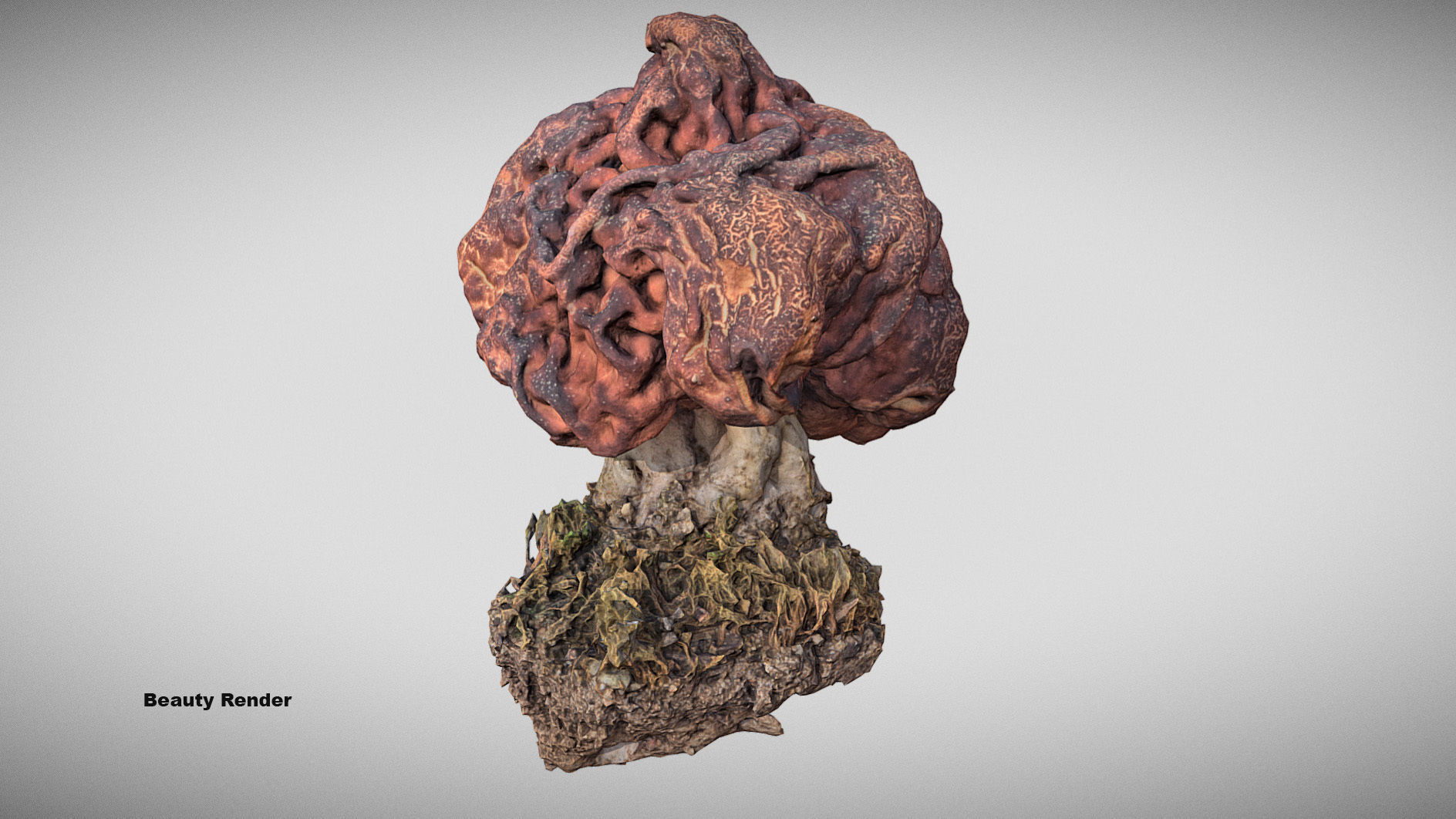 Gyromitra brain mushroom  lorchel  fausse morille 3D model 3D model_16