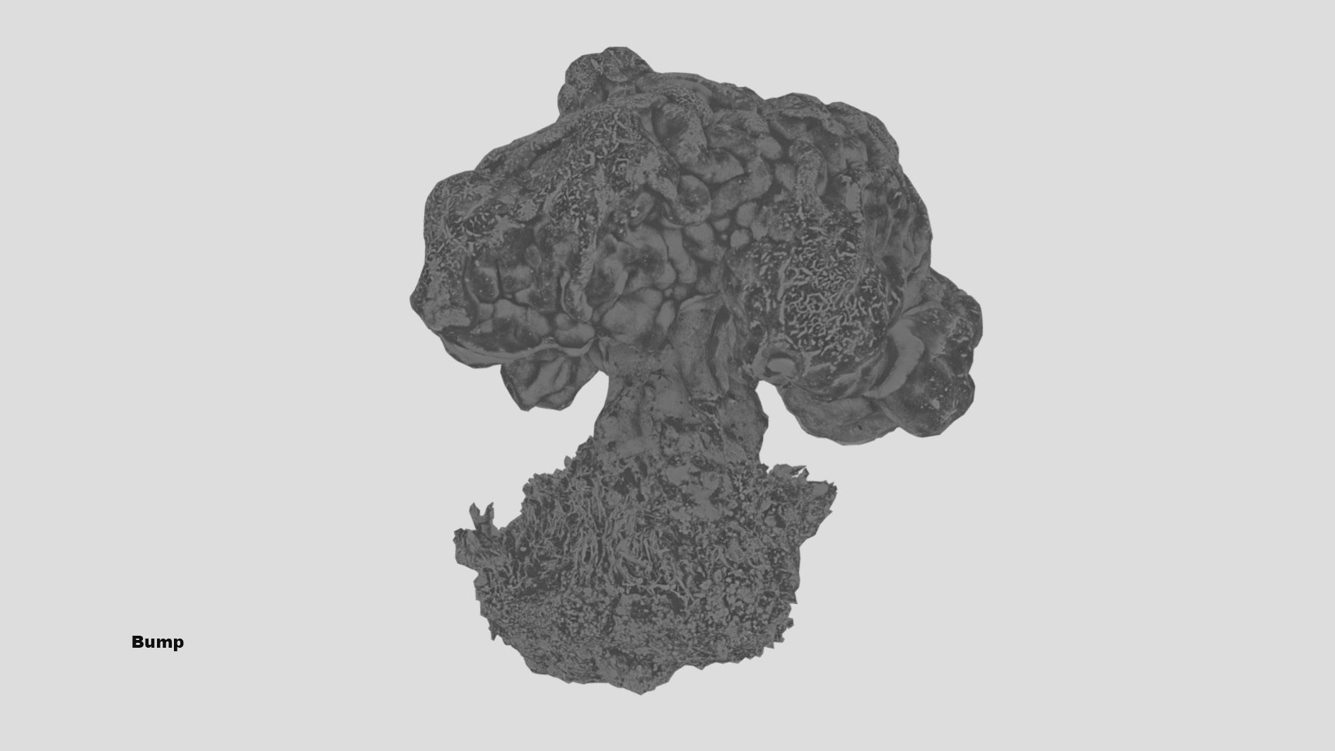 Gyromitra brain mushroom  lorchel  fausse morille 3D model 3D model_51