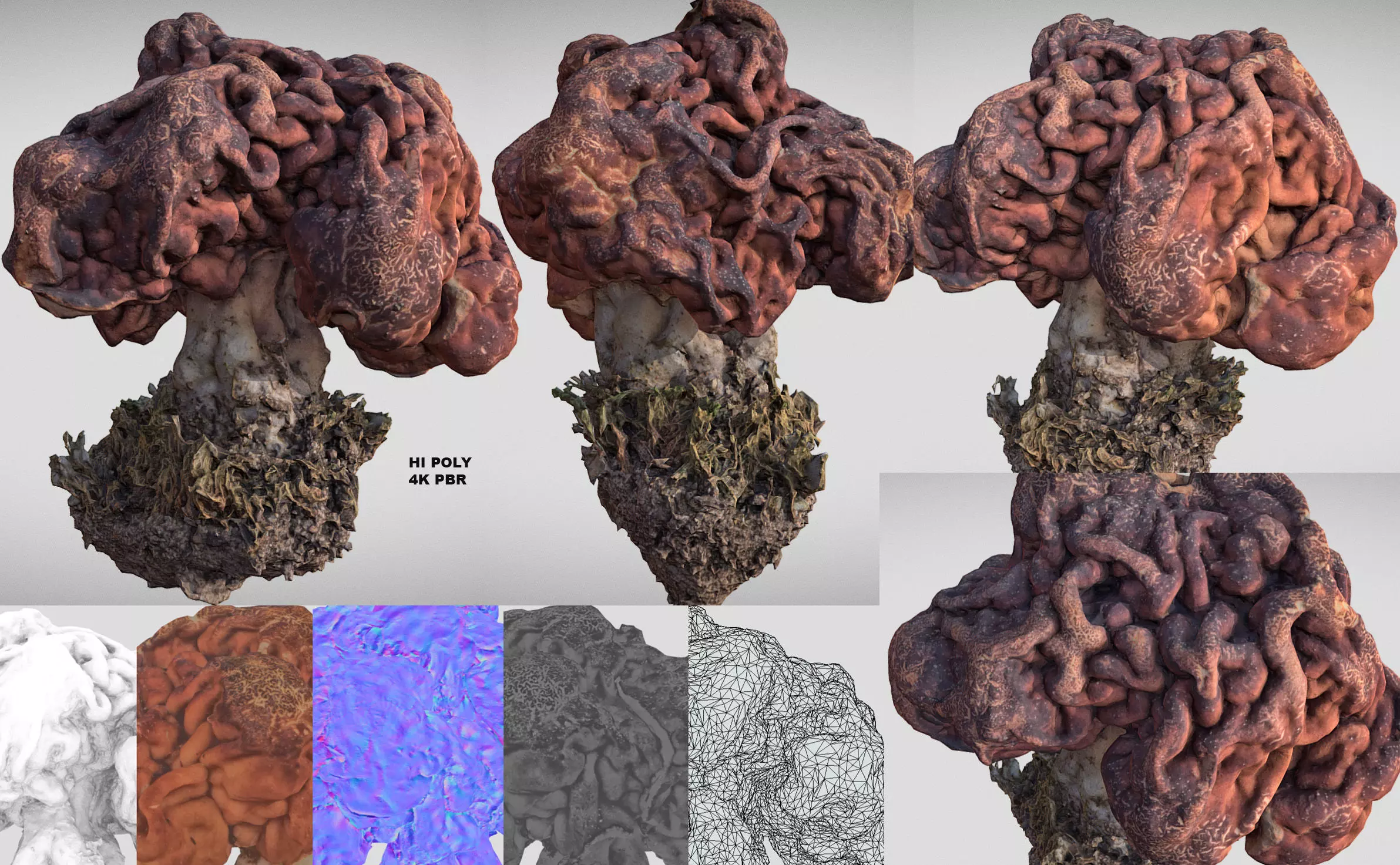 Gyromitra brain mushroom  lorchel  fausse morille 3D model 3D model_0