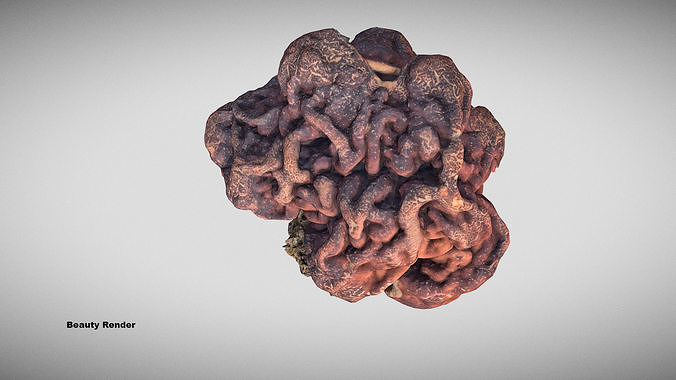 Gyromitra brain mushroom  lorchel  fausse morille 3D model 3D model 6