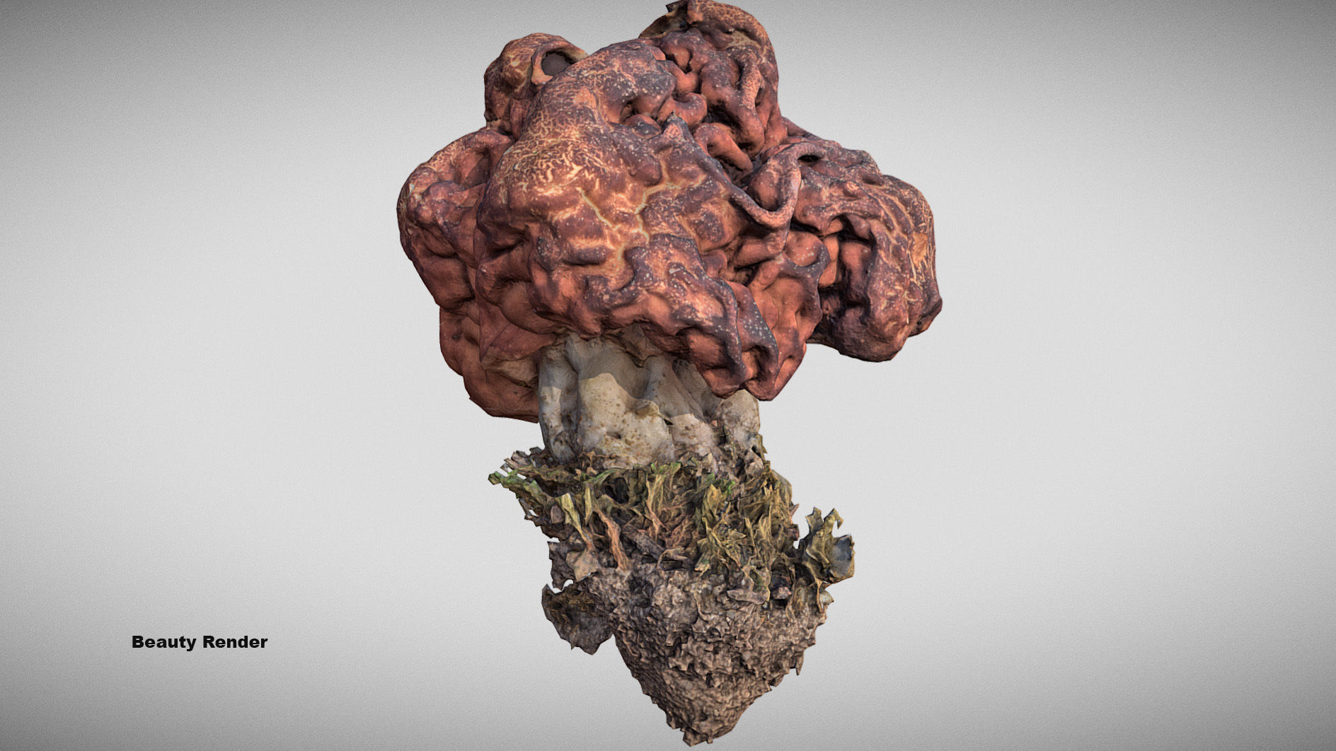 Gyromitra brain mushroom  lorchel  fausse morille 3D model 3D model_26