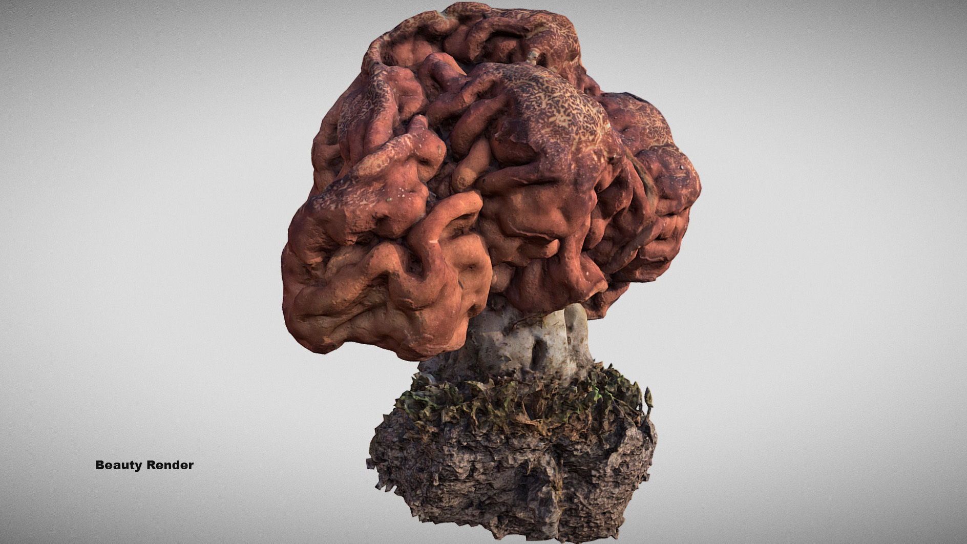 Gyromitra brain mushroom  lorchel  fausse morille 3D model 3D model_11