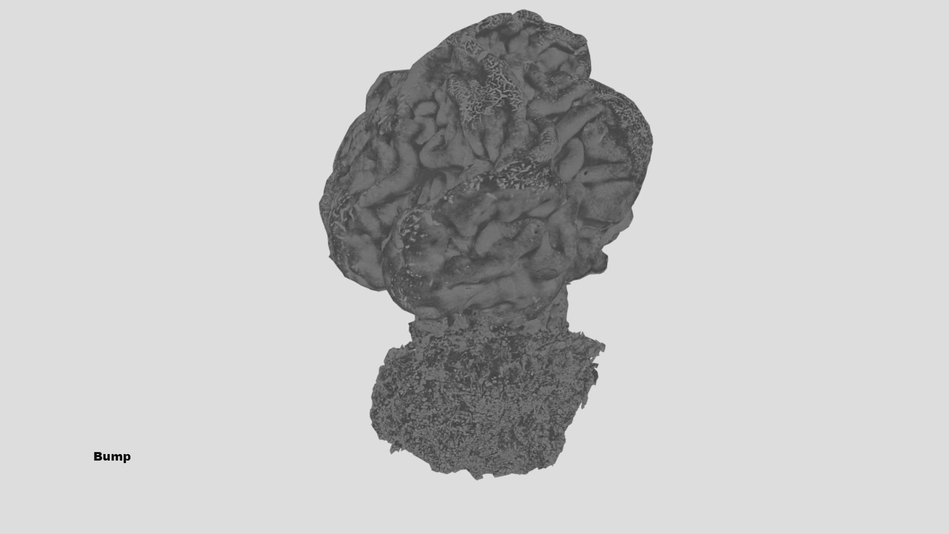 Gyromitra brain mushroom  lorchel  fausse morille 3D model 3D model_54