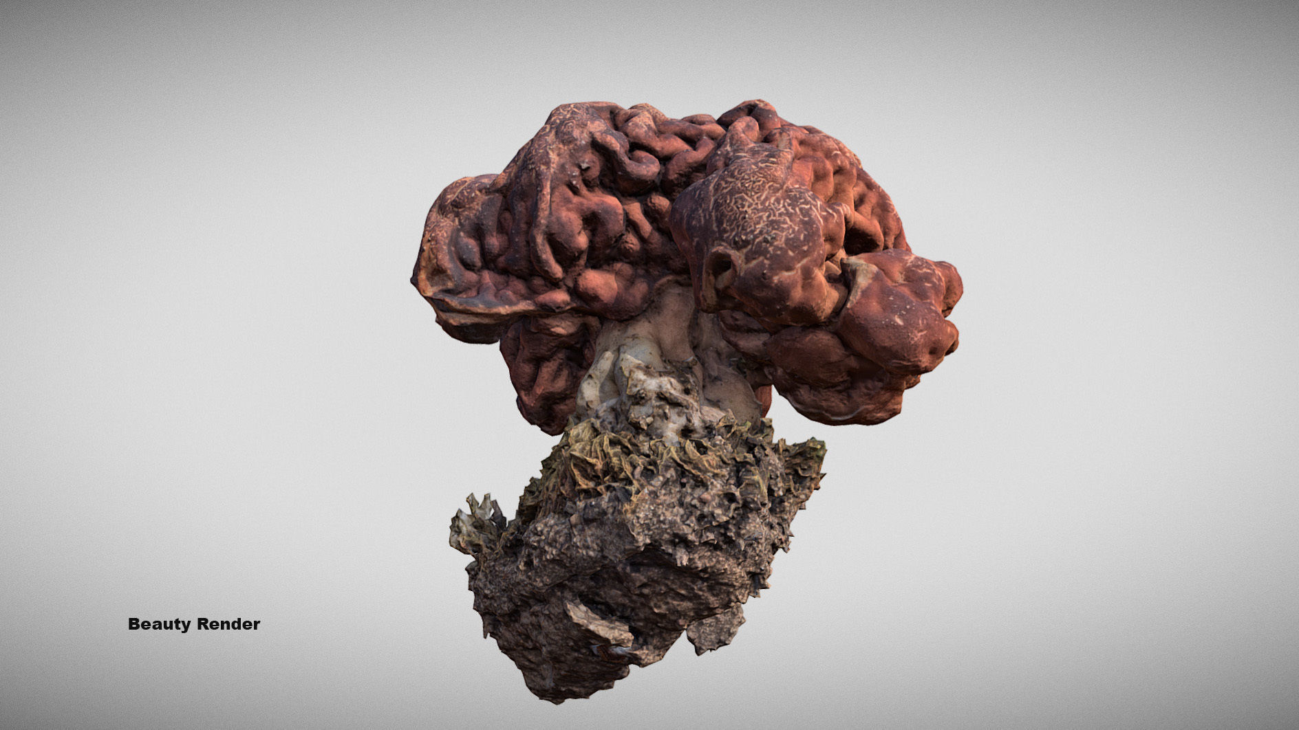 Gyromitra brain mushroom  lorchel  fausse morille 3D model 3D model_25