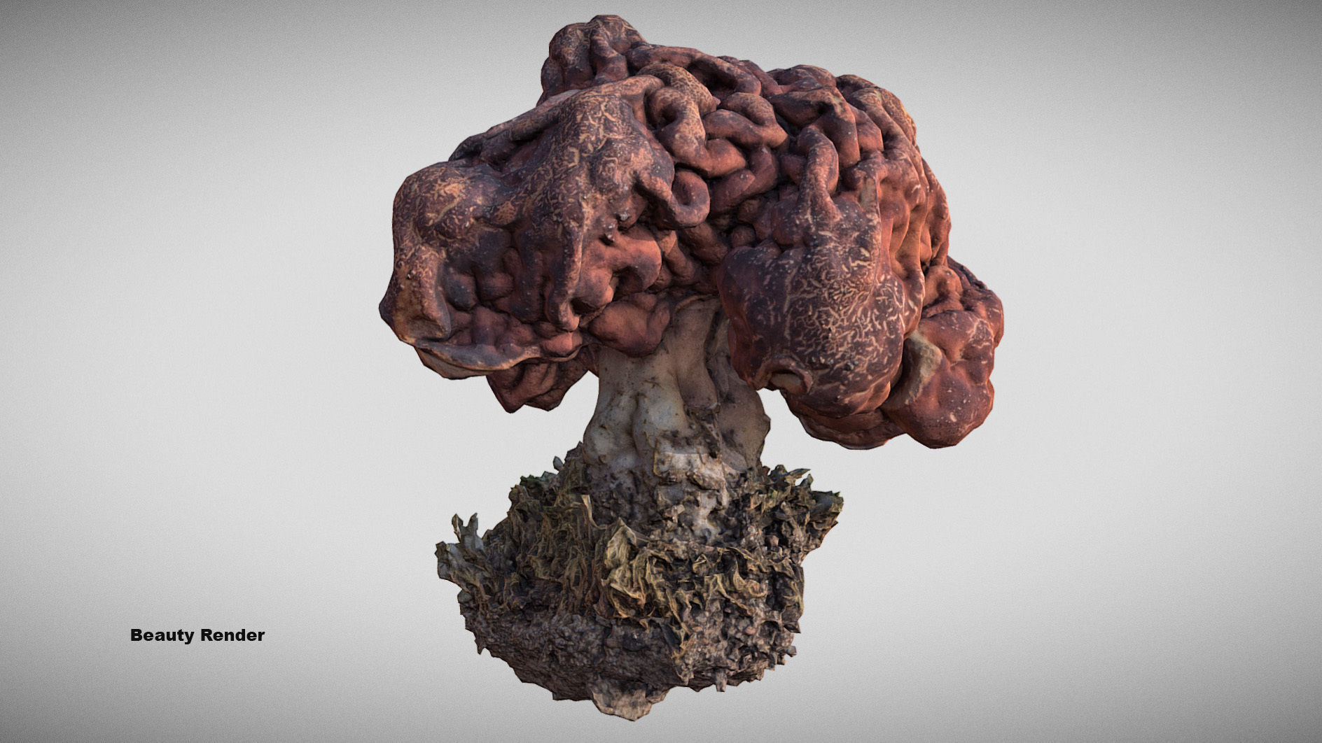 Gyromitra brain mushroom  lorchel  fausse morille 3D model 3D model_18
