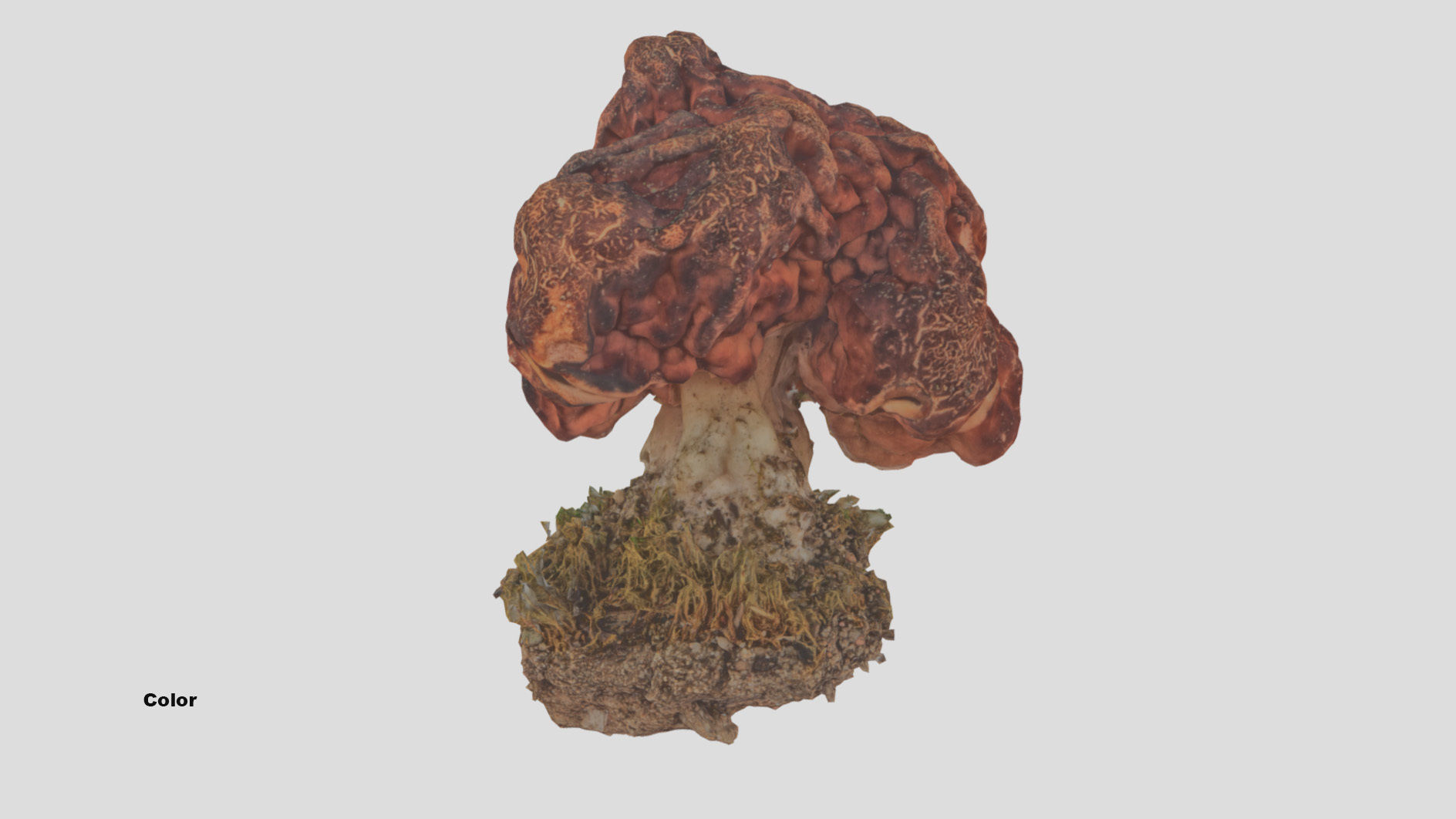 Gyromitra brain mushroom  lorchel  fausse morille 3D model 3D model_43