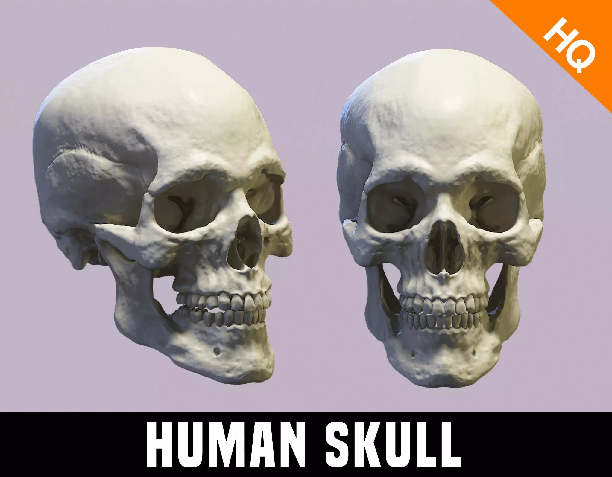 Skull Photorealistic Human Skull 3d Model Sculpt Printable 3D model
