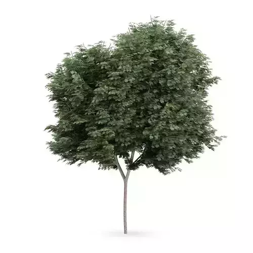 Field maple 2 3D model