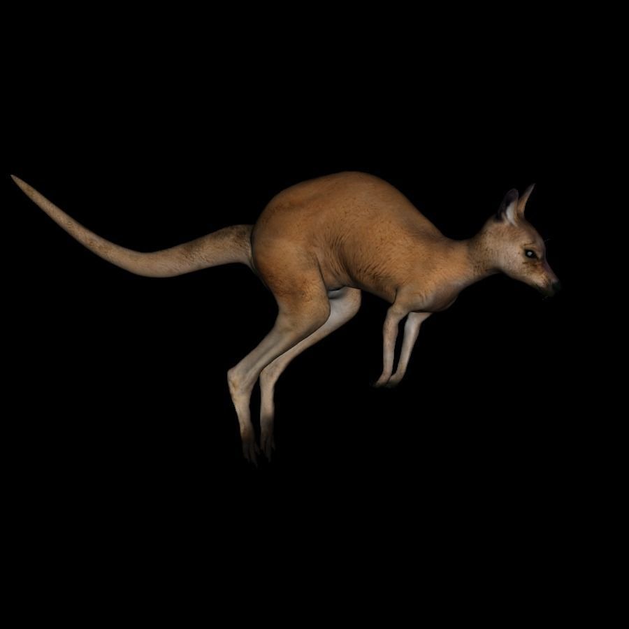 t11-kangroo-adult kangaroo 3D model_5