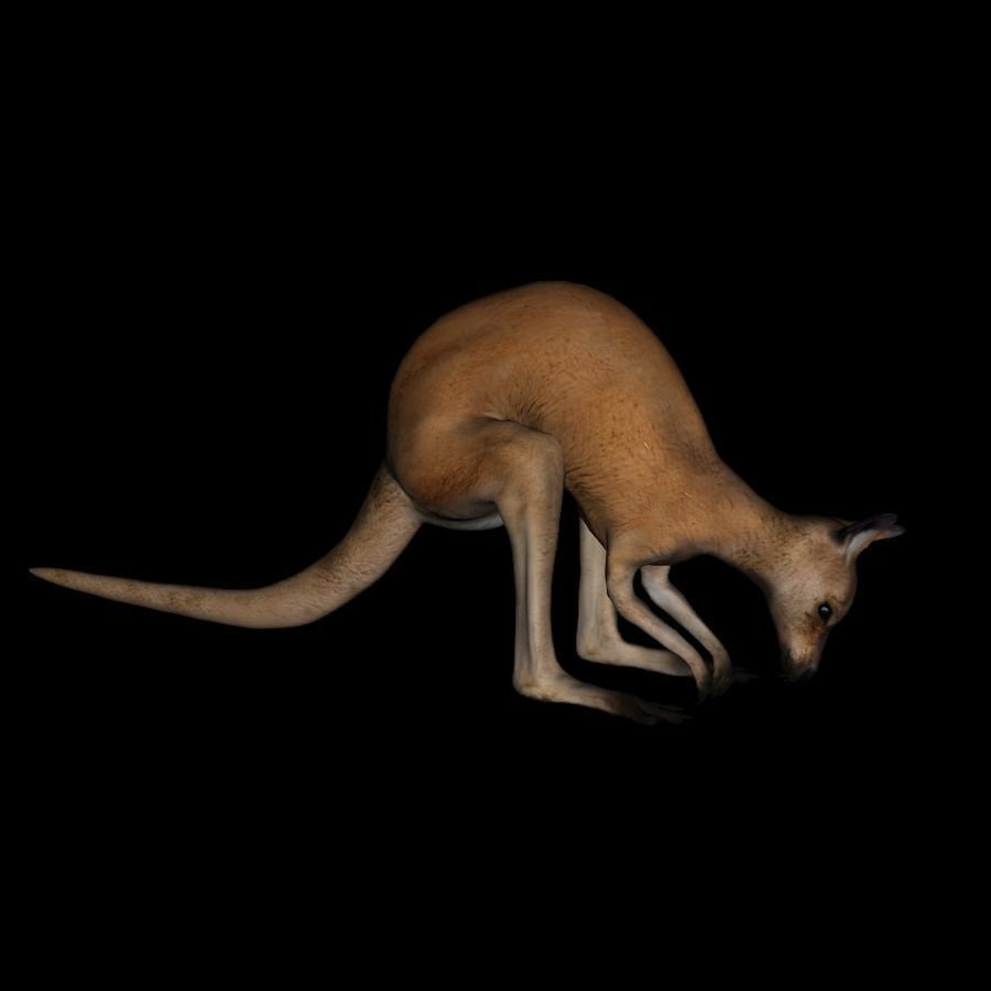 t11-kangroo-adult kangaroo 3D model_2