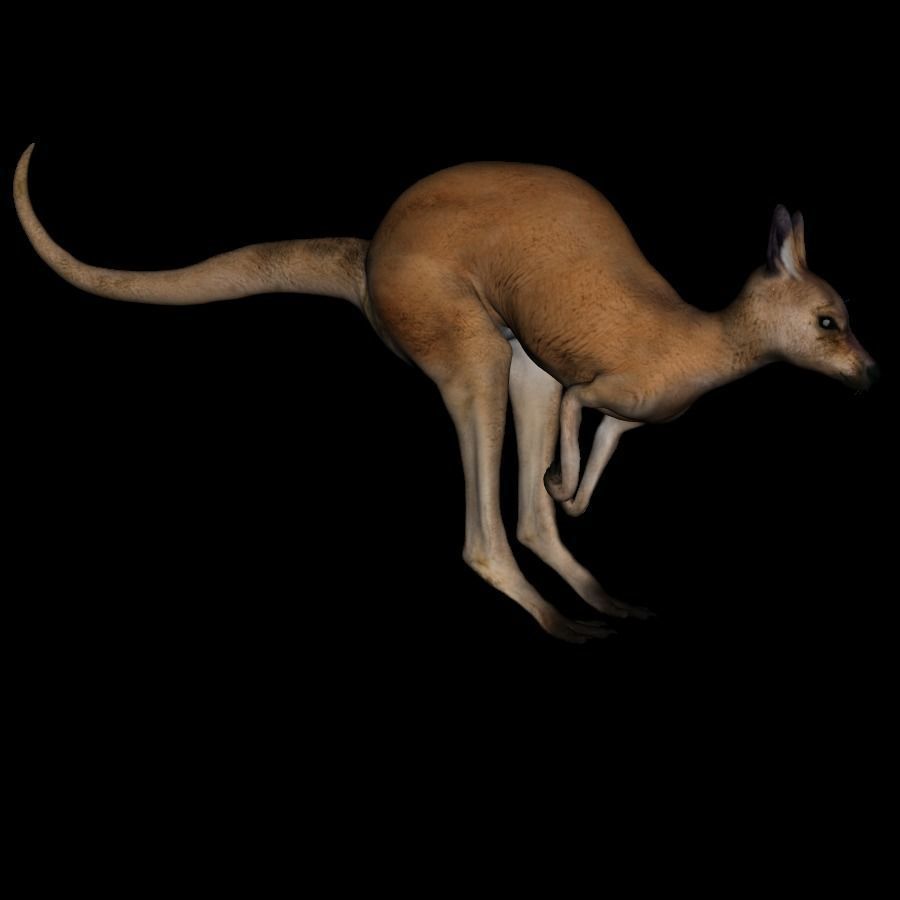 t11-kangroo-adult kangaroo 3D model_3