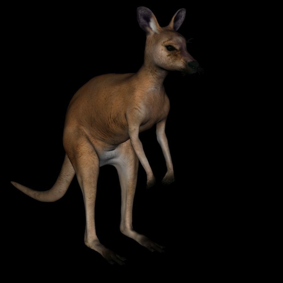 t11-kangroo-adult kangaroo 3D model_1
