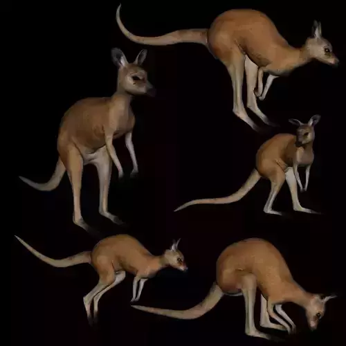 t11-kangroo-adult kangaroo 3D model